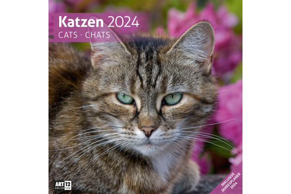 ACKERMANN Bildkalender 2025 4520 Katzen ML 30x30cm