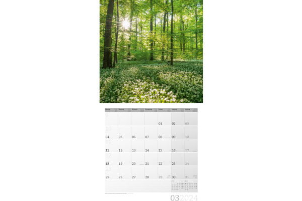 ACKERMANN Bildkalender 2025 4511 Zauber des Waldes ML 30x30cm