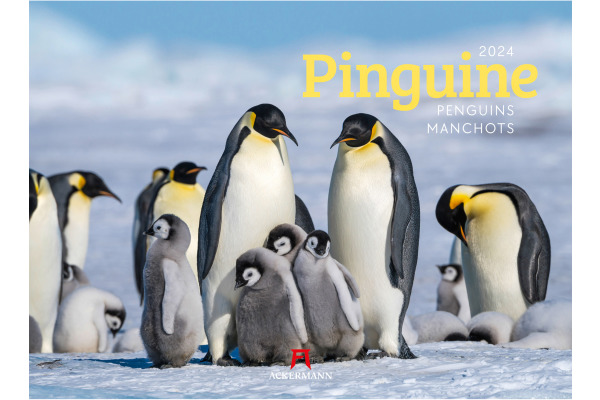 ACKERMANN Bildkalender 2025 2589 Pinguine ML 45x33cm