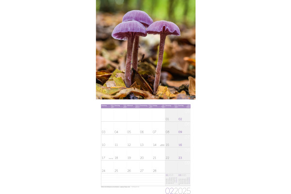 ACKERMANN Bildkalender 2025 4508 Pilze 30x30cm