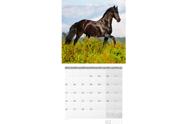 ACKERMANN Bildkalender 2025 4521 Pferde ML 30x30cm