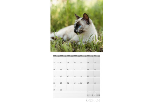 ACKERMANN Bildkalender 2025 4520 Katzen ML 30x30cm