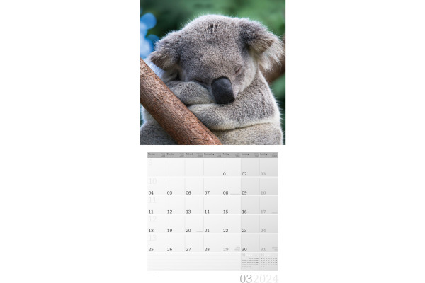 ACKERMANN Bildkalender 2025 4522 Koalas Kalender ML 30x30cm