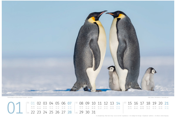 ACKERMANN Bildkalender 2025 2589 Pinguine ML 45x33cm