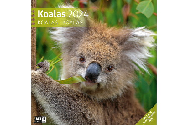 ACKERMANN Bildkalender 2025 4522 Koalas Kalender ML 30x30cm